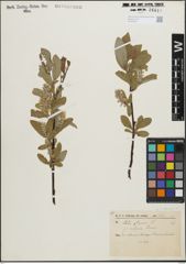 Foto von Salix glauca L.